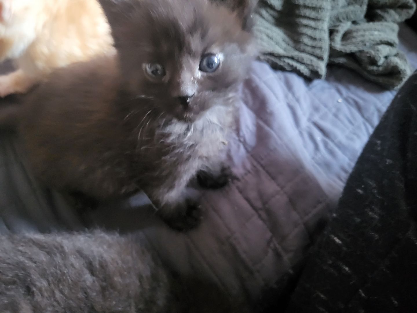 Main Coon Mix Kitten abzugeben