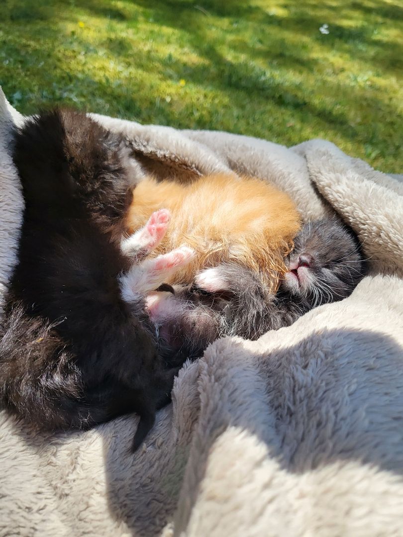 Main Coon Mix Kitten abzugeben