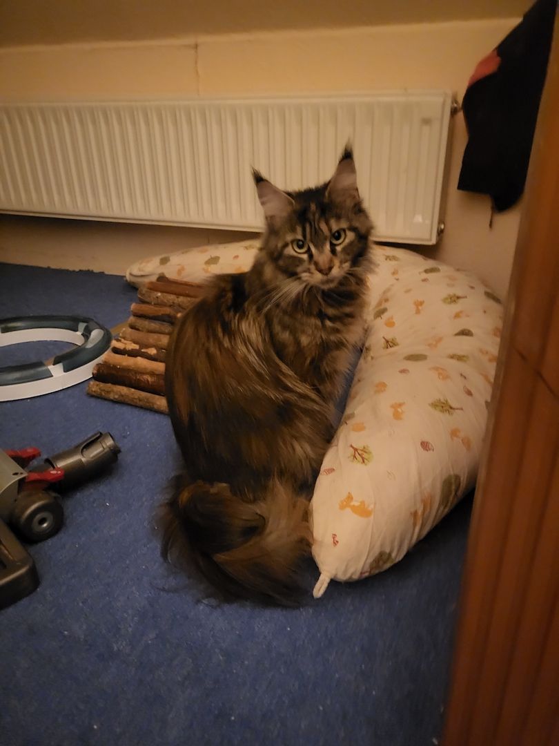 Main Coon Mix Kitten abzugeben