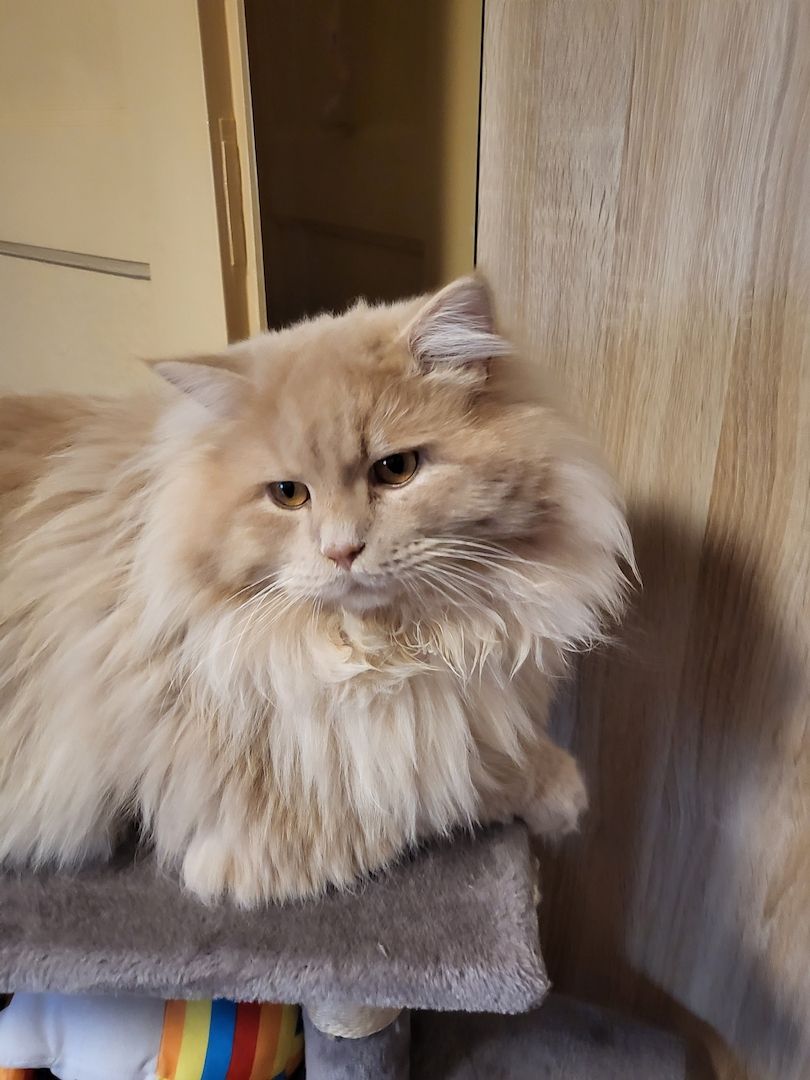 Main Coon Mix Kitten abzugeben