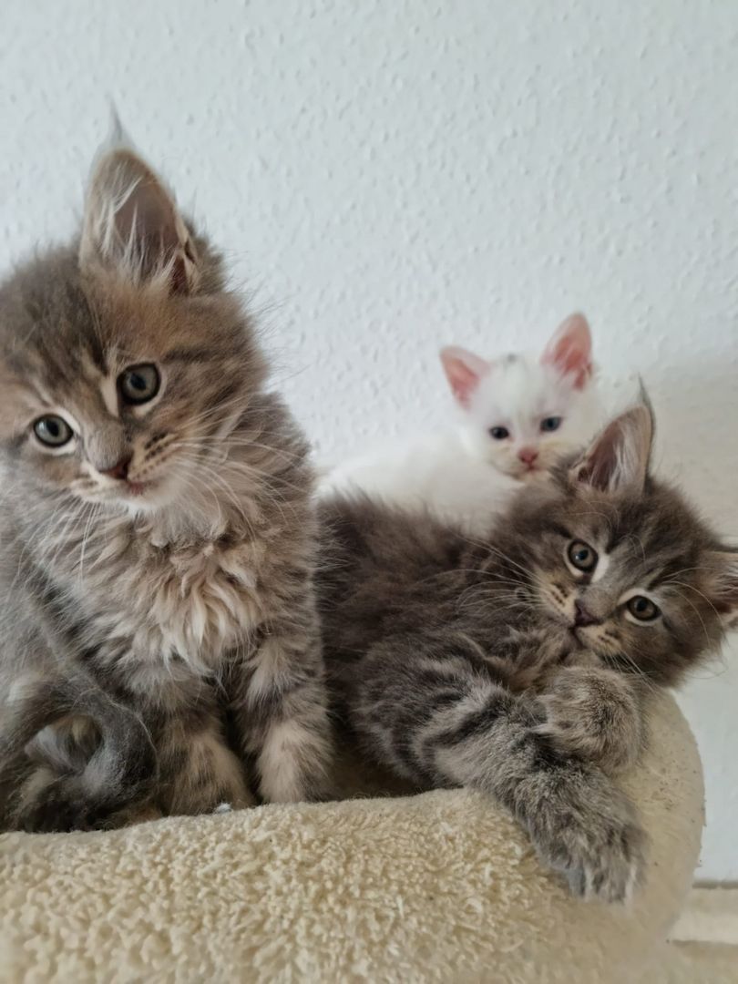 Reinrassige Maine-Coon Kitten
