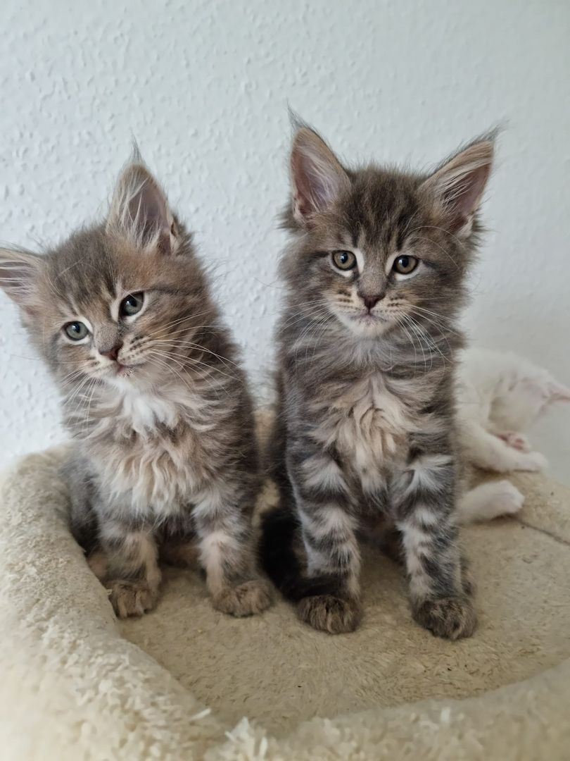 Reinrassige Maine-Coon Kitten