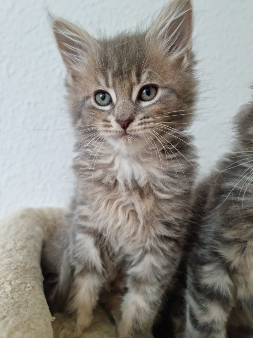Reinrassige Maine-Coon Kitten