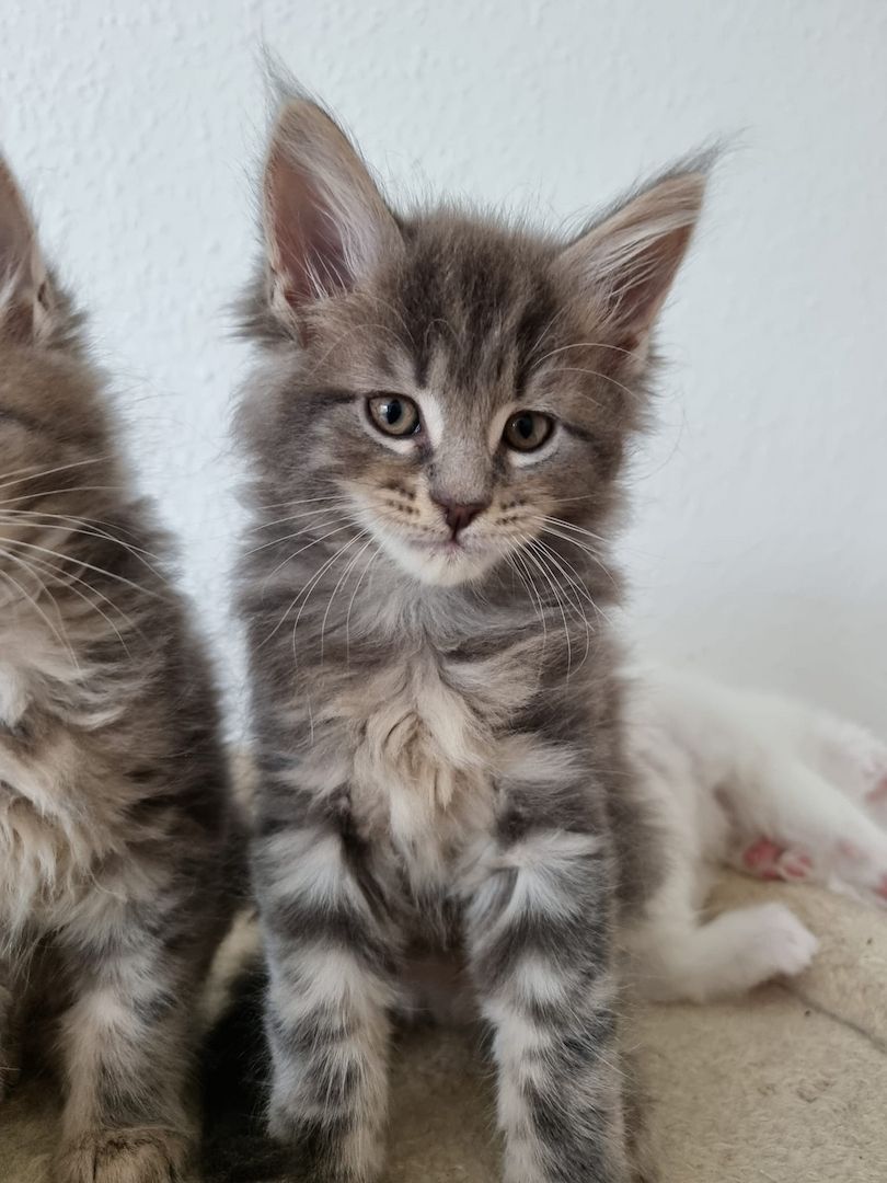 Reinrassige Maine-Coon Kitten