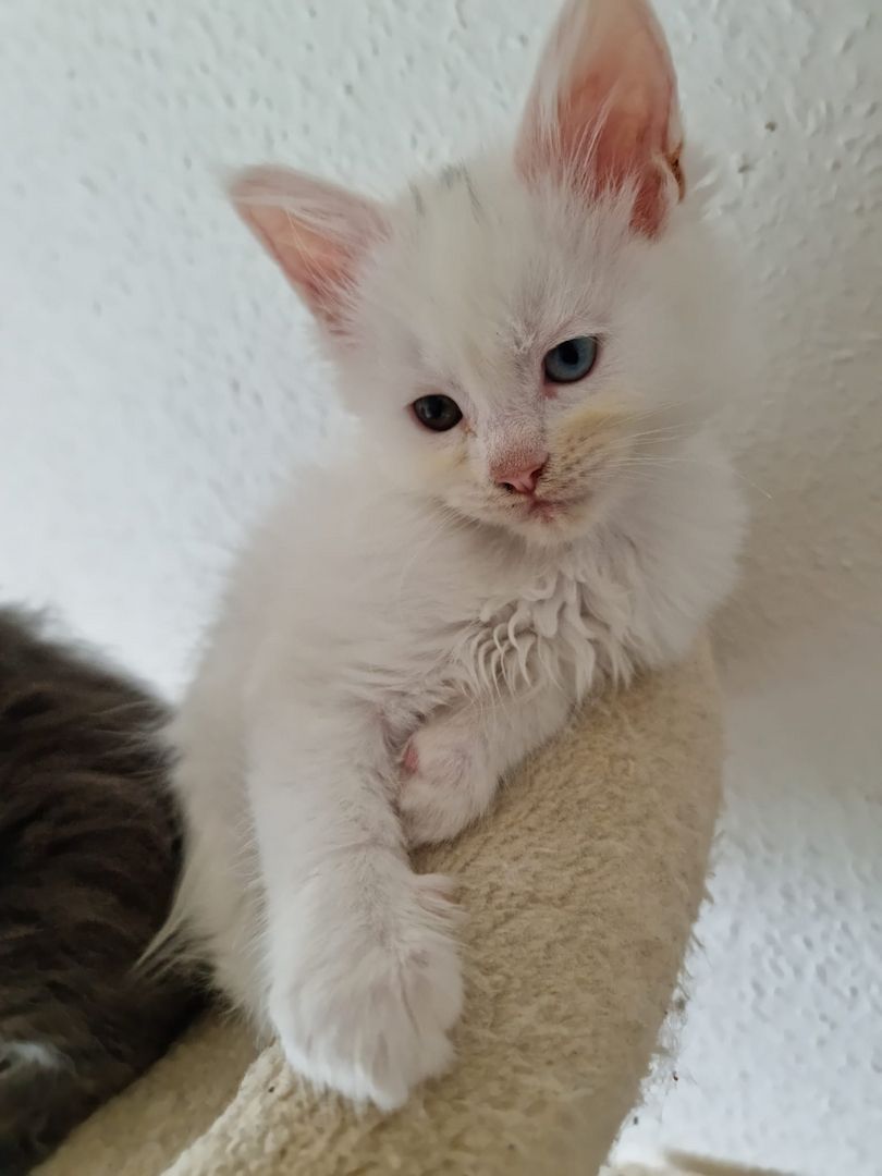 Reinrassige Maine-Coon Kitten