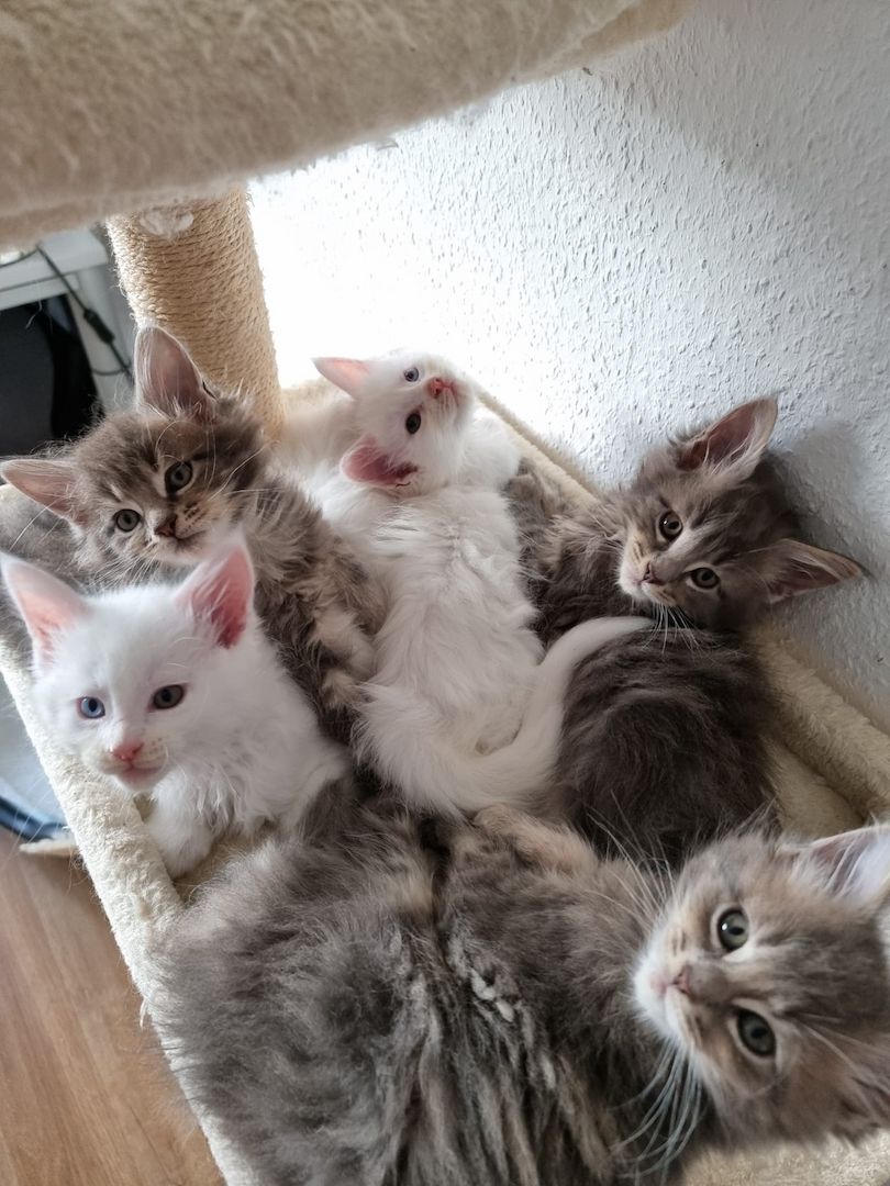 Reinrassige Maine-Coon Kitten