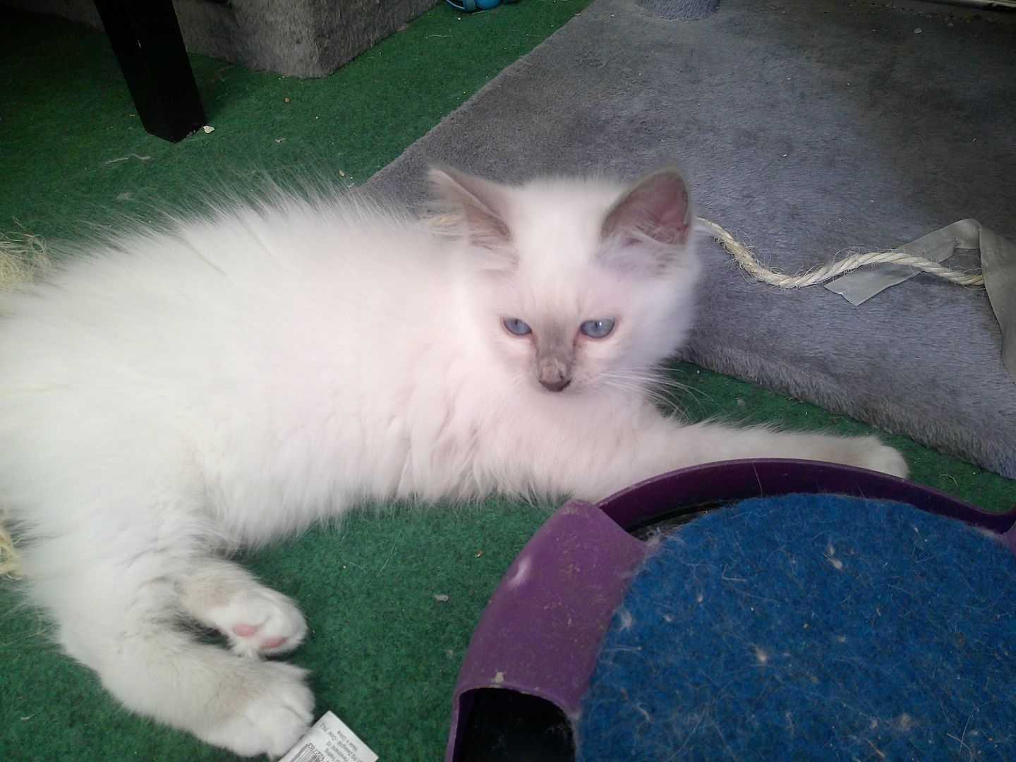 2 HEILIGE BIRMA MÄDCHEN ABGABEBEREIT ZUSAMMEN 500.- AUCH EINZELN ABZUGEBEN