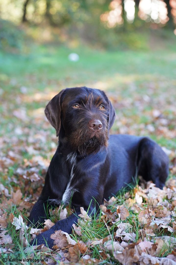 Welpen Deutsch - Drahthaar