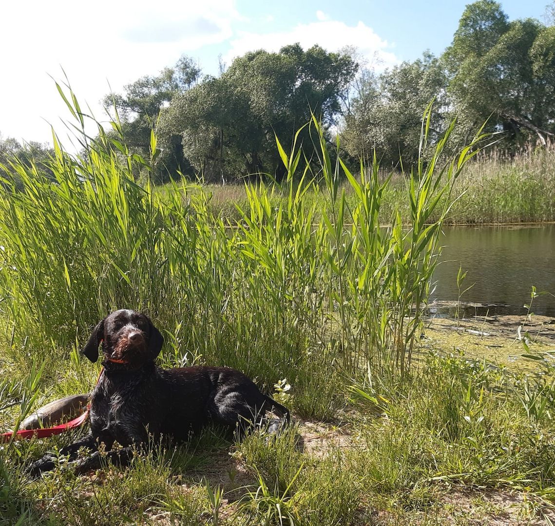 Welpen Deutsch - Drahthaar