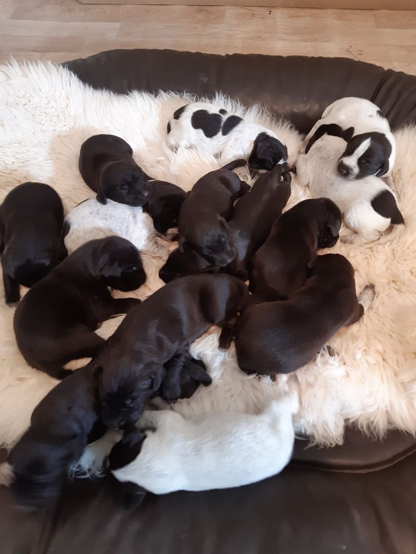 Welpen Deutsch - Drahthaar