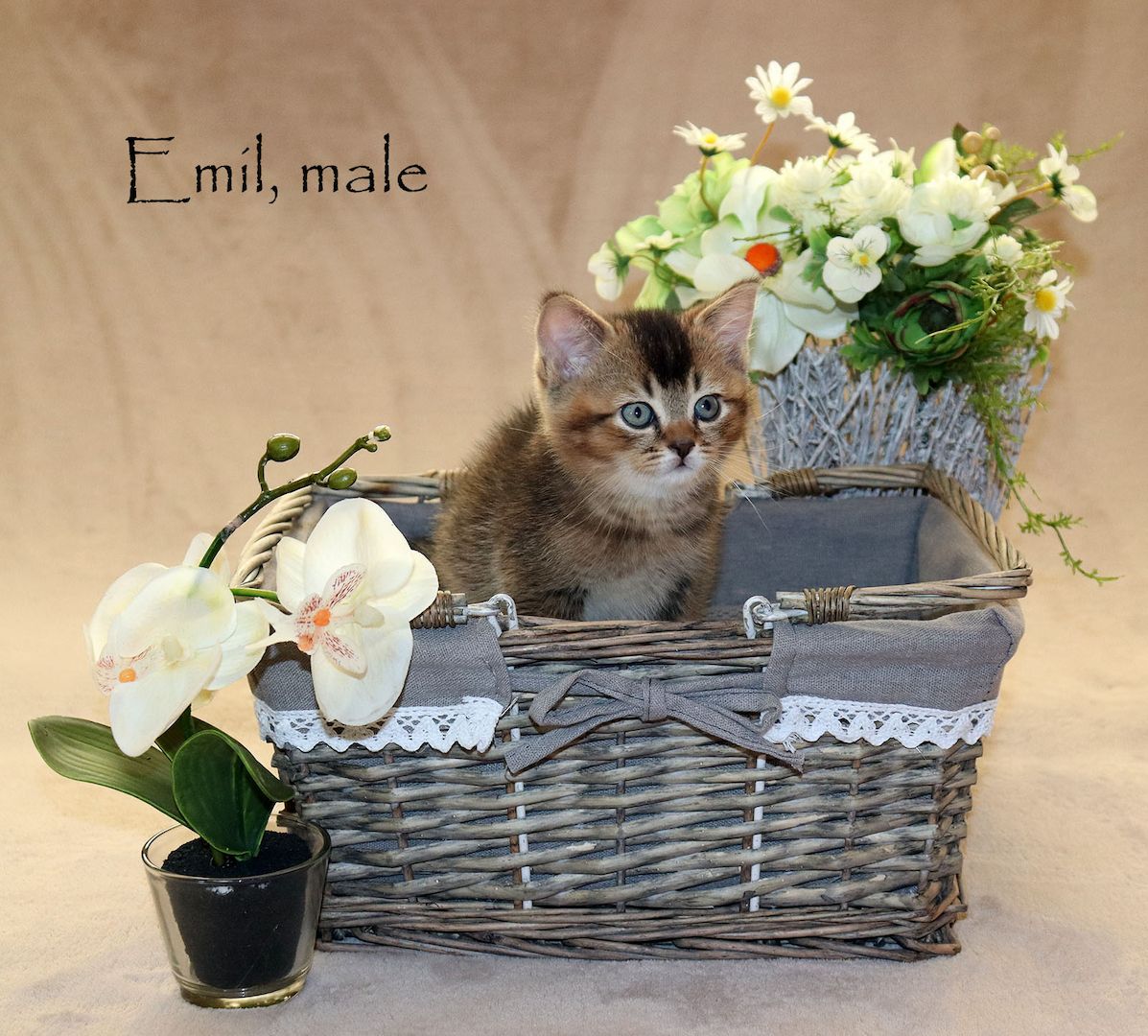 Bezaubernde BKH Britisch Kurzhaar Kitten aus vereinsangehörige Zucht mit Stammbaum