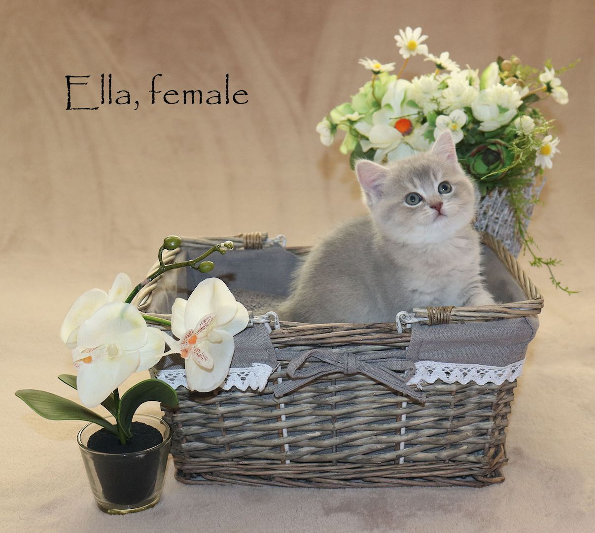 Bezaubernde BKH Britisch Kurzhaar Kitten aus vereinsangehörige Zucht mit Stammbaum