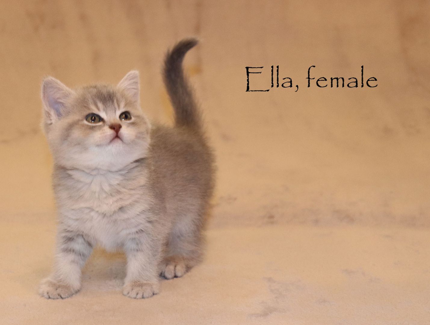 Bezaubernde BKH Britisch Kurzhaar Kitten aus vereinsangehörige Zucht mit Stammbaum