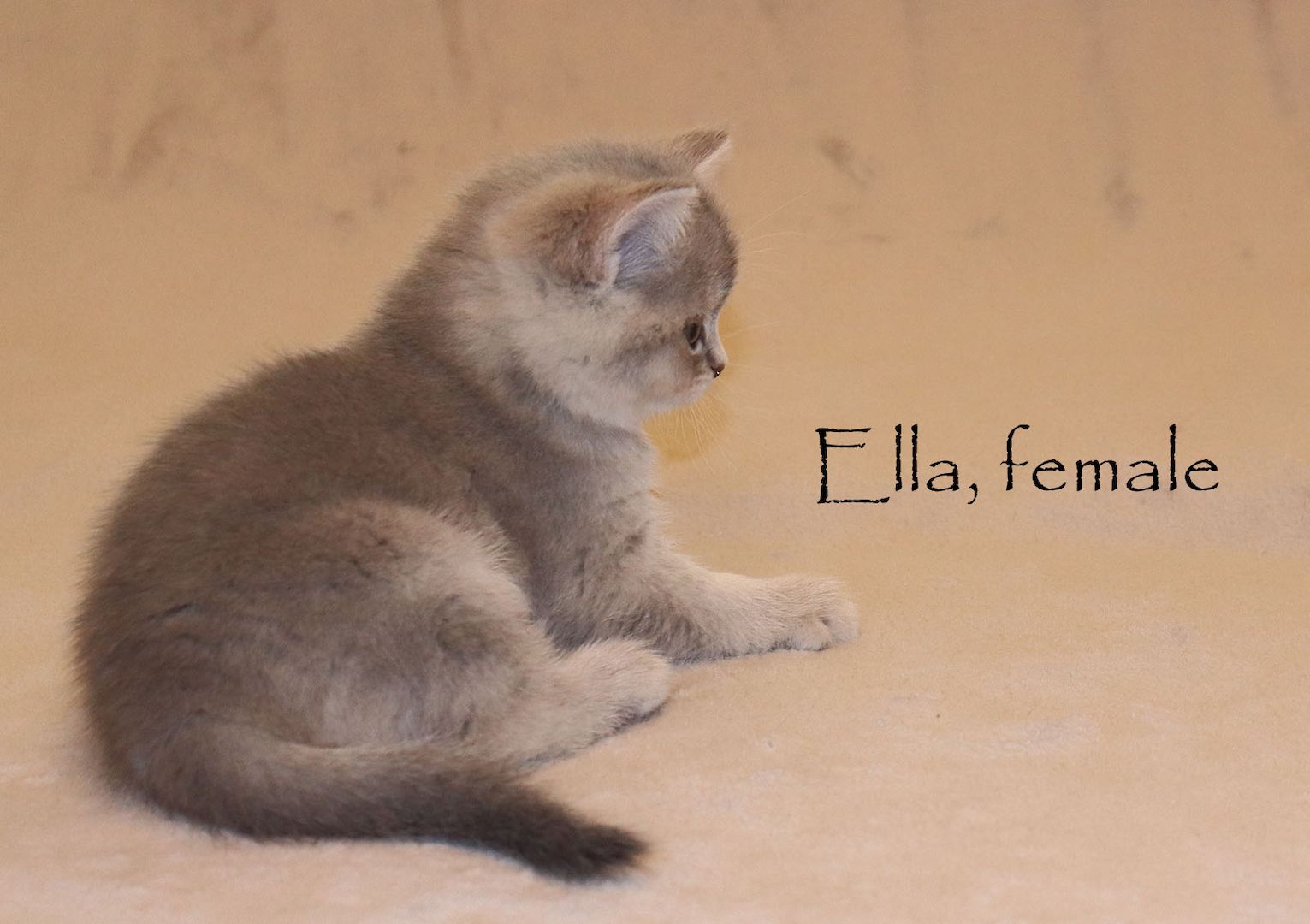 Bezaubernde BKH Britisch Kurzhaar Kitten aus vereinsangehörige Zucht mit Stammbaum