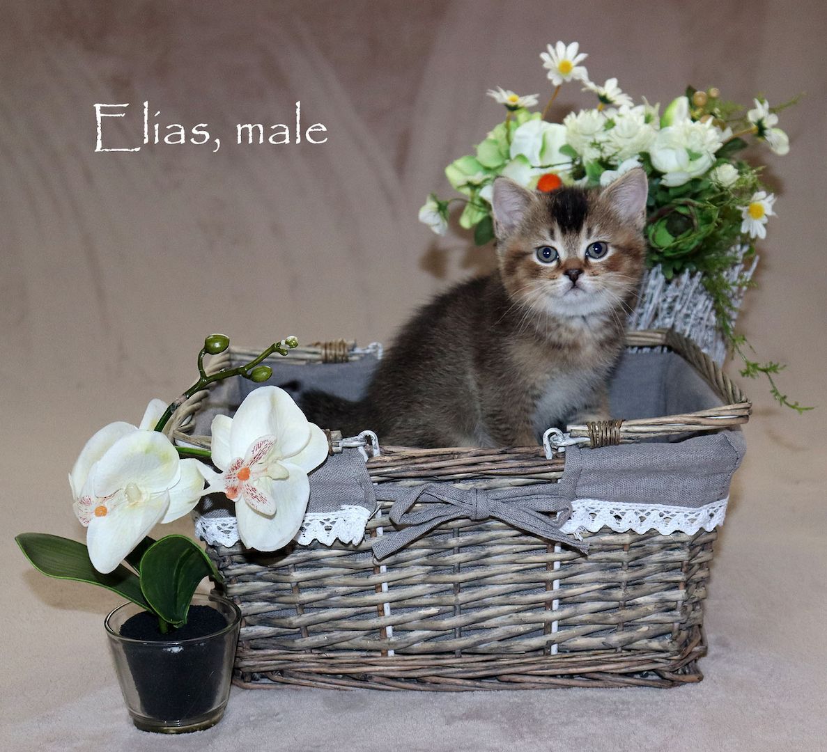 Bezaubernde BKH Britisch Kurzhaar Kitten aus vereinsangehörige Zucht mit Stammbaum