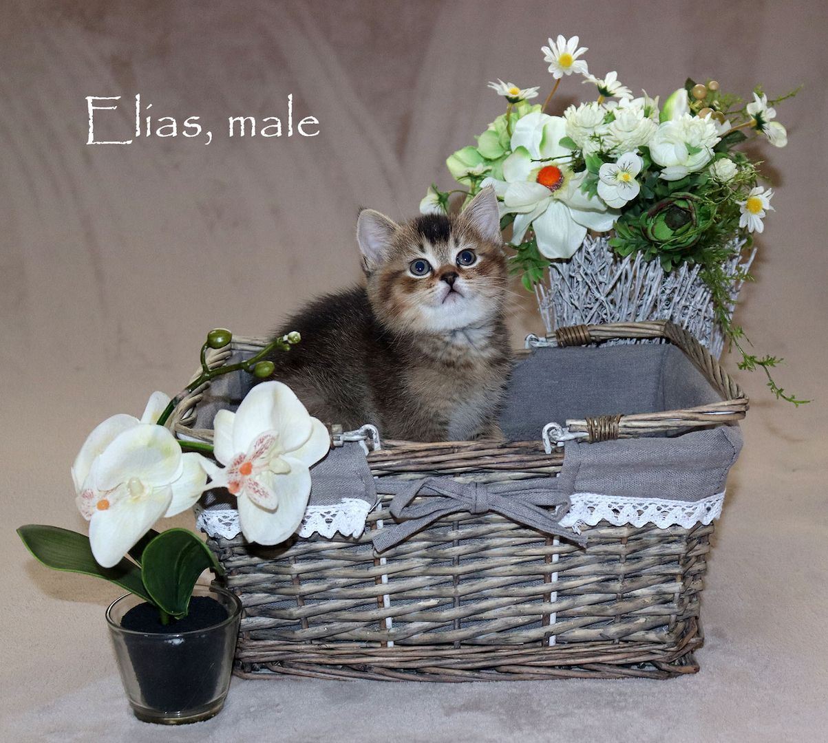 Bezaubernde BKH Britisch Kurzhaar Kitten aus vereinsangehörige Zucht mit Stammbaum