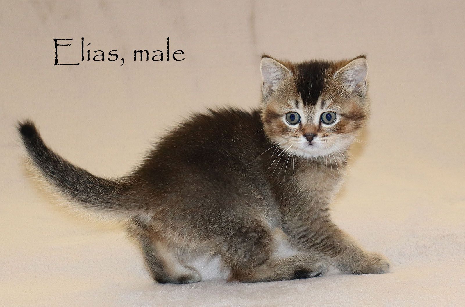 Bezaubernde BKH Britisch Kurzhaar Kitten aus vereinsangehörige Zucht mit Stammbaum