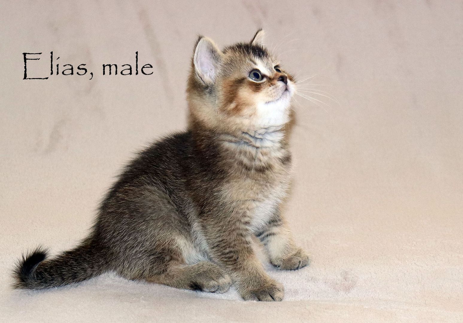 Bezaubernde BKH Britisch Kurzhaar Kitten aus vereinsangehörige Zucht mit Stammbaum