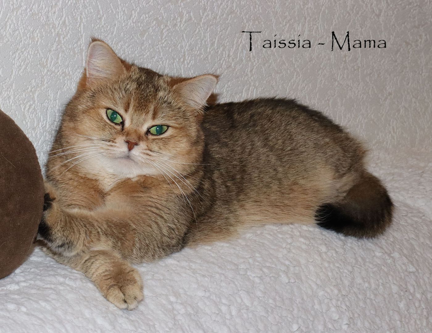 Bezaubernde BKH Britisch Kurzhaar Kitten aus vereinsangehörige Zucht mit Stammbaum