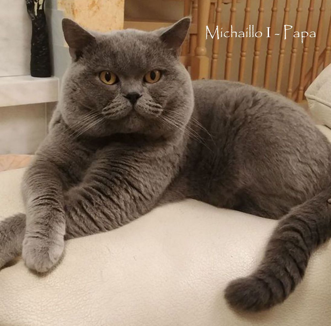 Bezaubernde BKH Britisch Kurzhaar Kitten aus vereinsangehörige Zucht mit Stammbaum