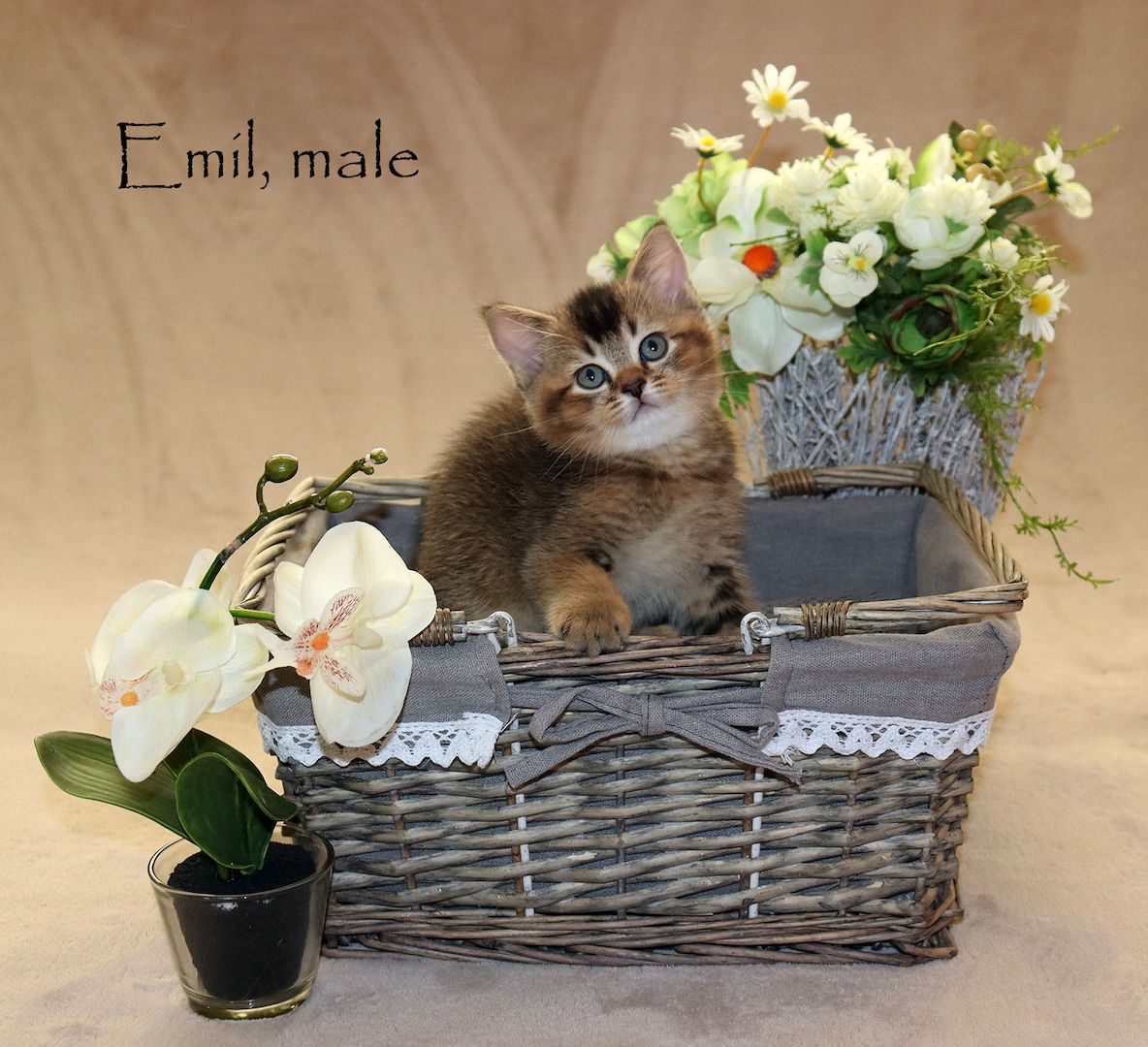 Bezaubernde BKH Britisch Kurzhaar Kitten aus vereinsangehörige Zucht mit Stammbaum