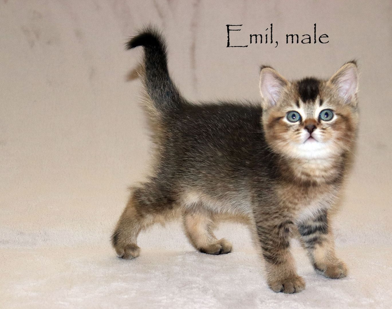 Bezaubernde BKH Britisch Kurzhaar Kitten aus vereinsangehörige Zucht mit Stammbaum