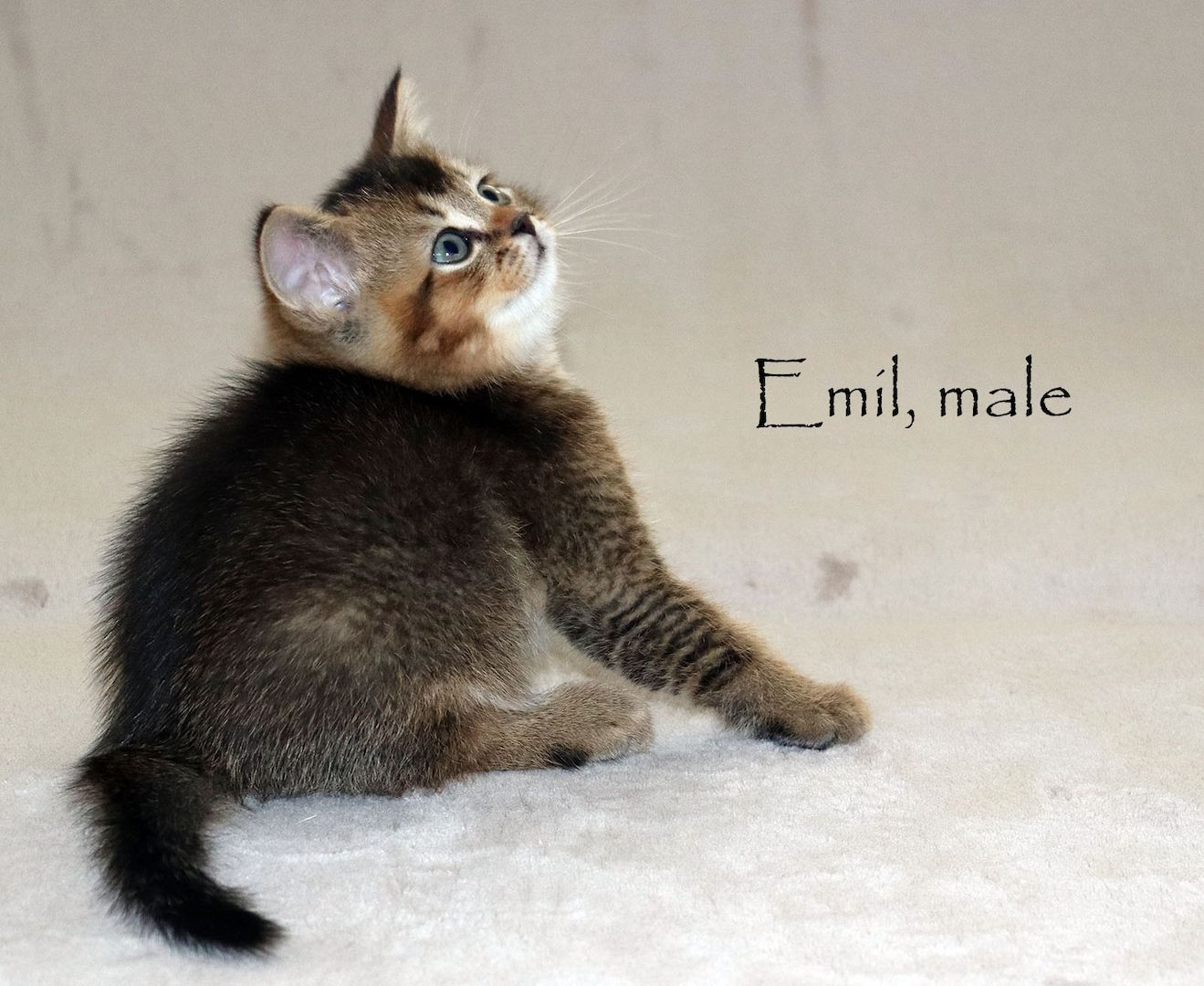 Bezaubernde BKH Britisch Kurzhaar Kitten aus vereinsangehörige Zucht mit Stammbaum