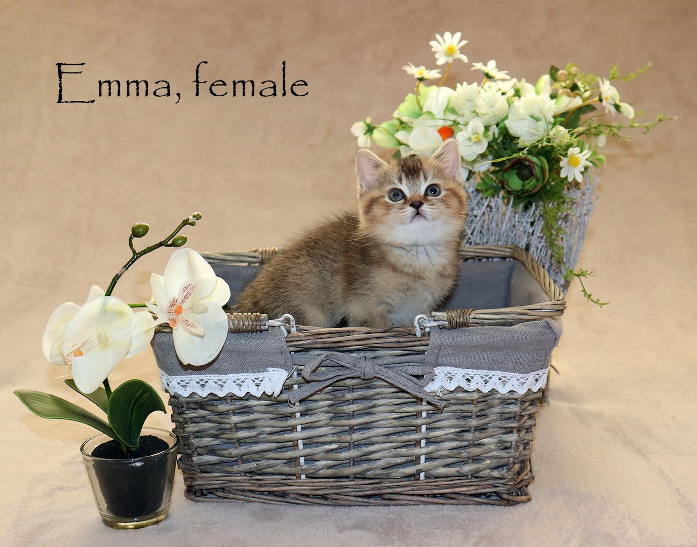 Bezaubernde BKH Britisch Kurzhaar Kitten aus vereinsangehörige Zucht mit Stammbaum