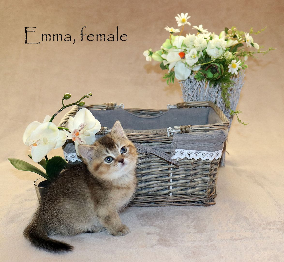 Bezaubernde BKH Britisch Kurzhaar Kitten aus vereinsangehörige Zucht mit Stammbaum