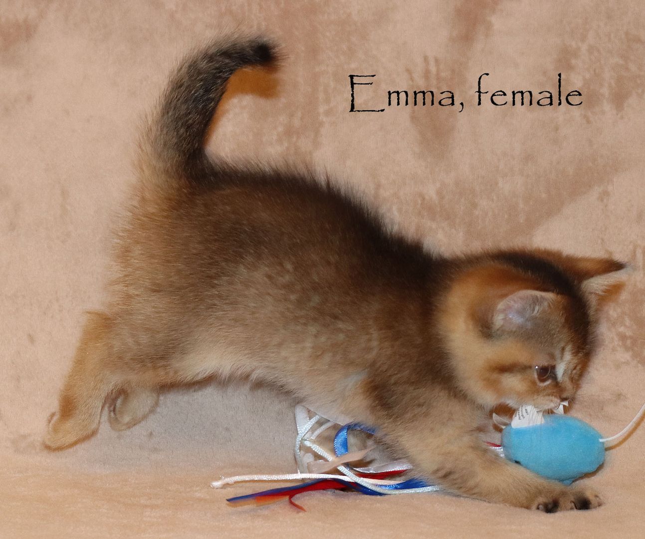 Bezaubernde BKH Britisch Kurzhaar Kitten aus vereinsangehörige Zucht mit Stammbaum