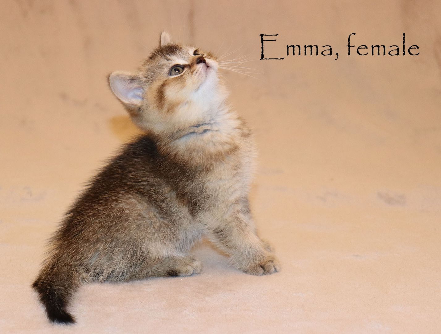 Bezaubernde BKH Britisch Kurzhaar Kitten aus vereinsangehörige Zucht mit Stammbaum