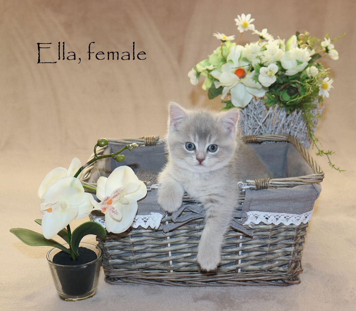 Bezaubernde BKH Britisch Kurzhaar Kitten aus vereinsangehörige Zucht mit Stammbaum