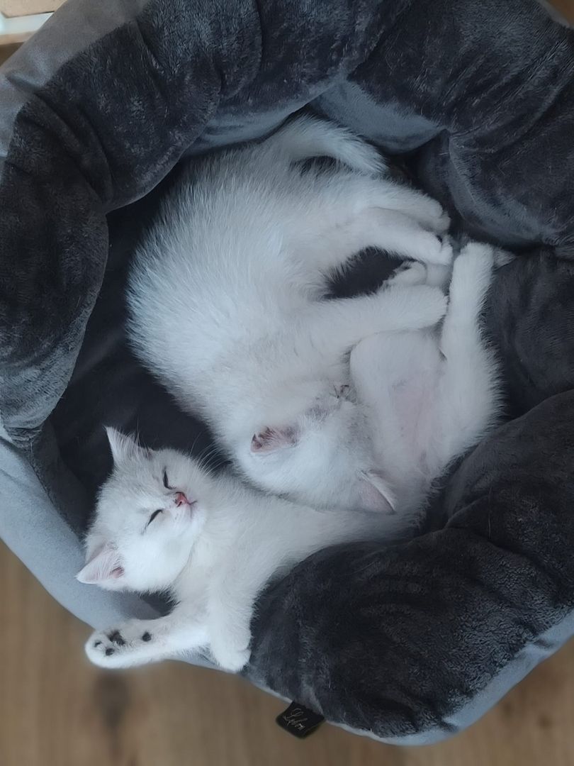 BKH Kitten Silver Shaded