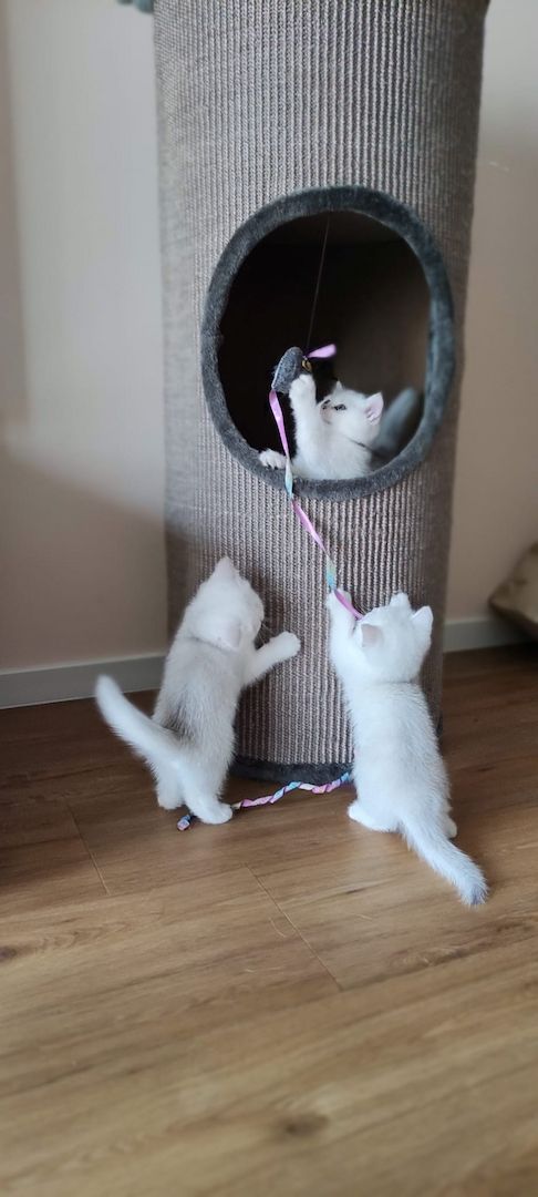 BKH Kitten Silver Shaded