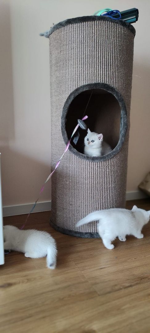 BKH Kitten Silver Shaded