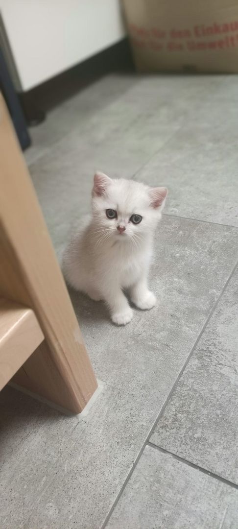 BKH Kitten Silver Shaded