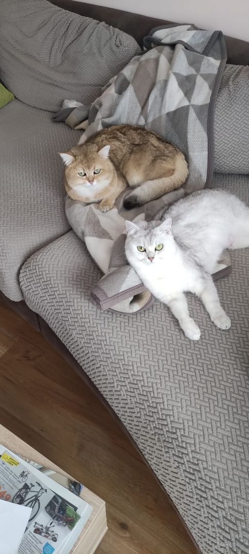 BKH Kitten Silver Shaded