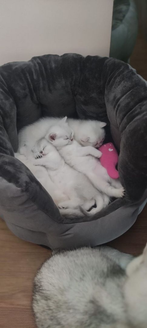 BKH Kitten Silver Shaded