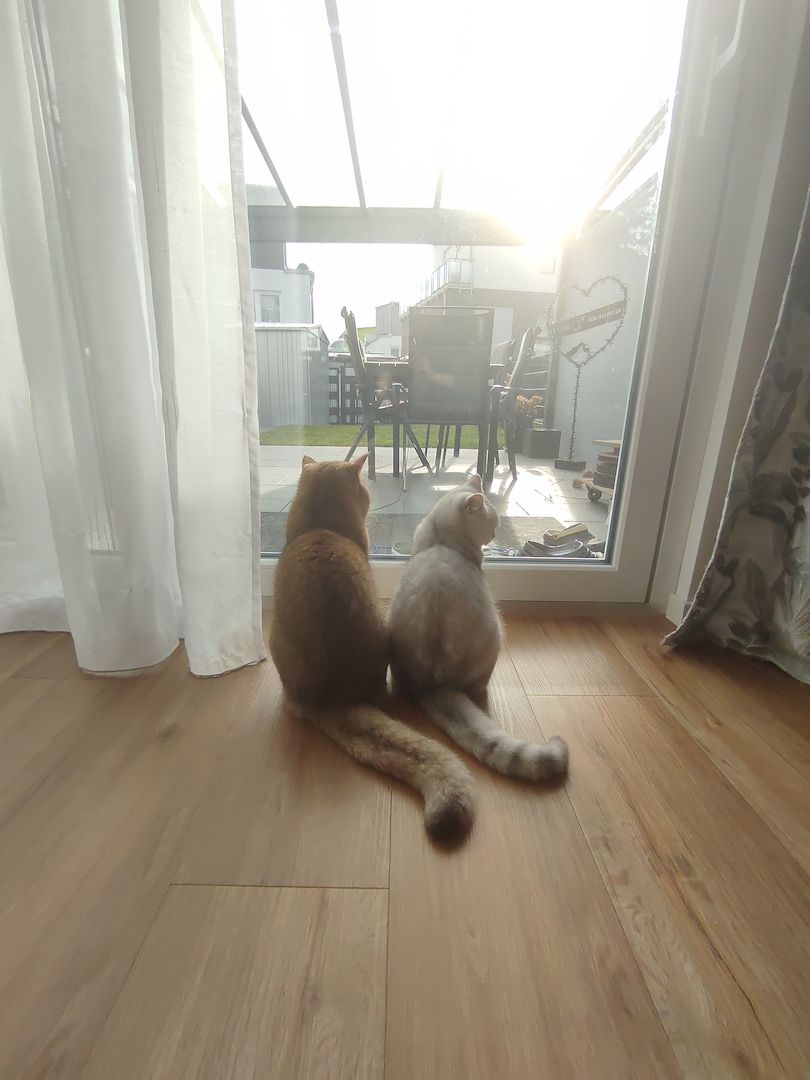 BKH Kitten Silver Shaded