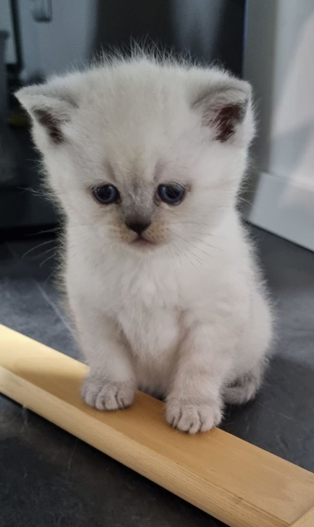 2 süße BKH kitten