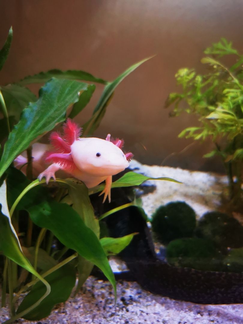 Axolotl suchen liebevolles Zuhause Axolotl suchen liebevolles Zuhause