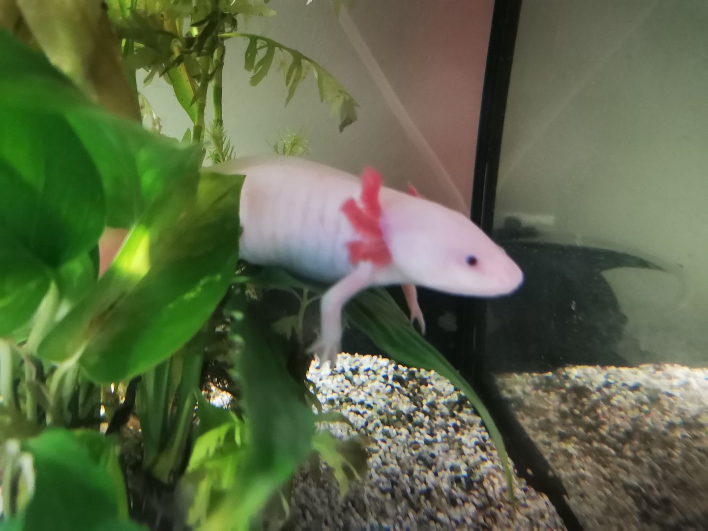 Axolotl suchen liebevolles Zuhause Axolotl suchen liebevolles Zuhause