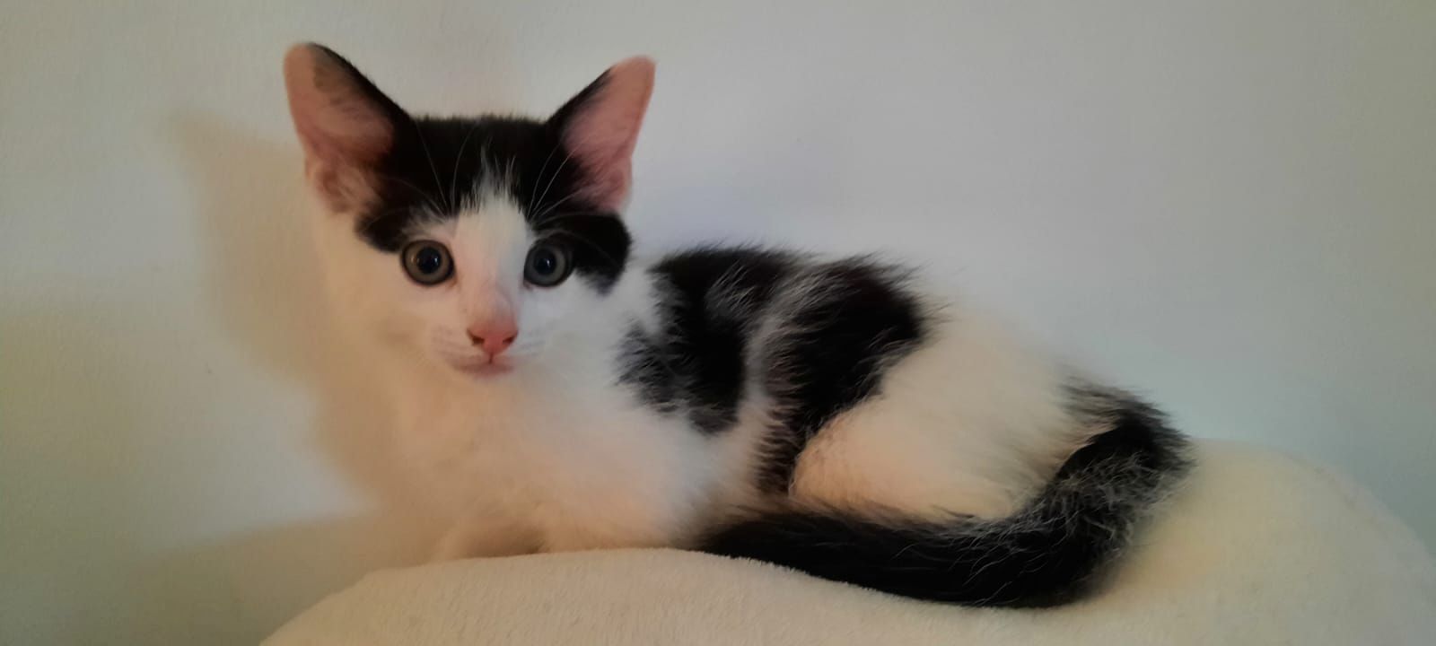 4 süße Katzenbabys in gute Hände abzugeben 4 süße Katzenbabys in gute Hände abzugeben