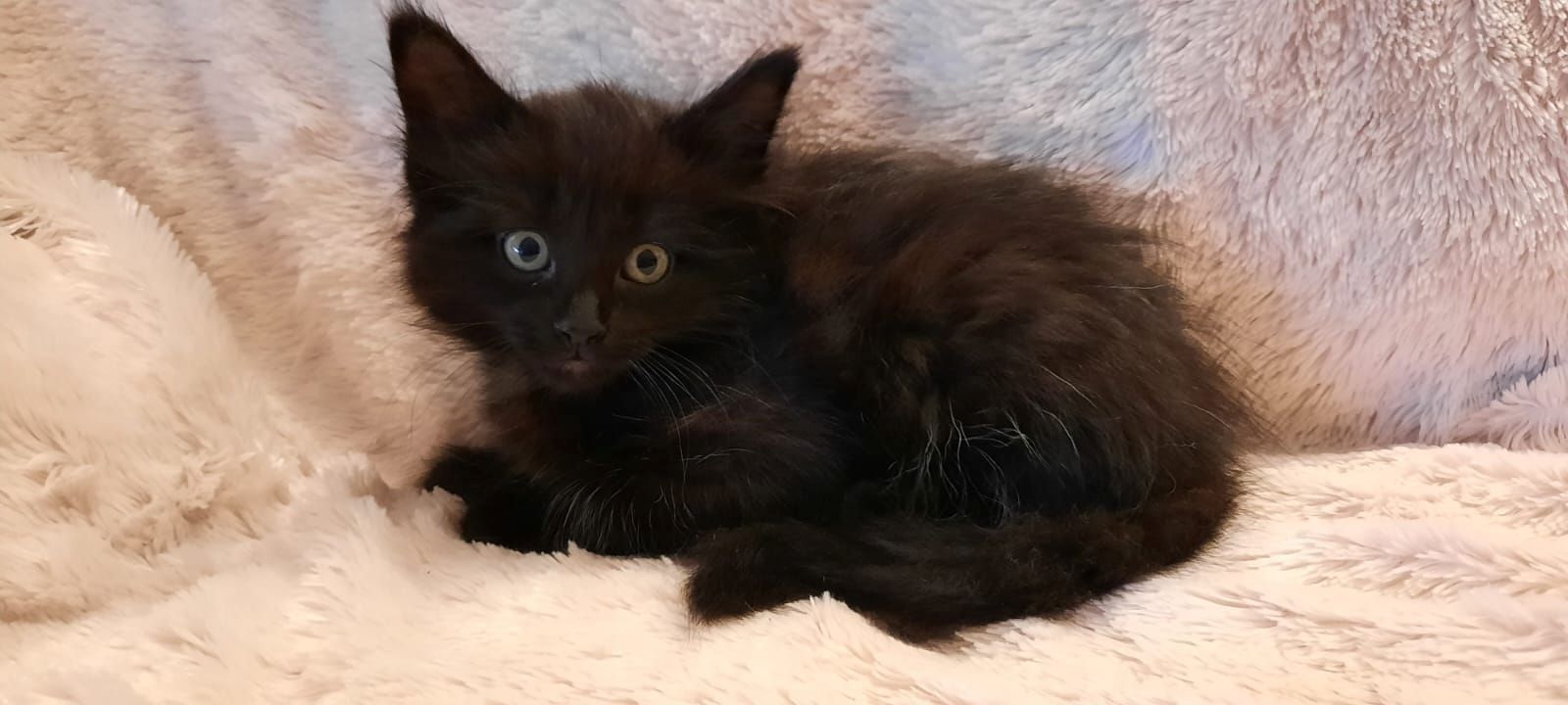 4 süße Katzenbabys in gute Hände abzugeben 4 süße Katzenbabys in gute Hände abzugeben