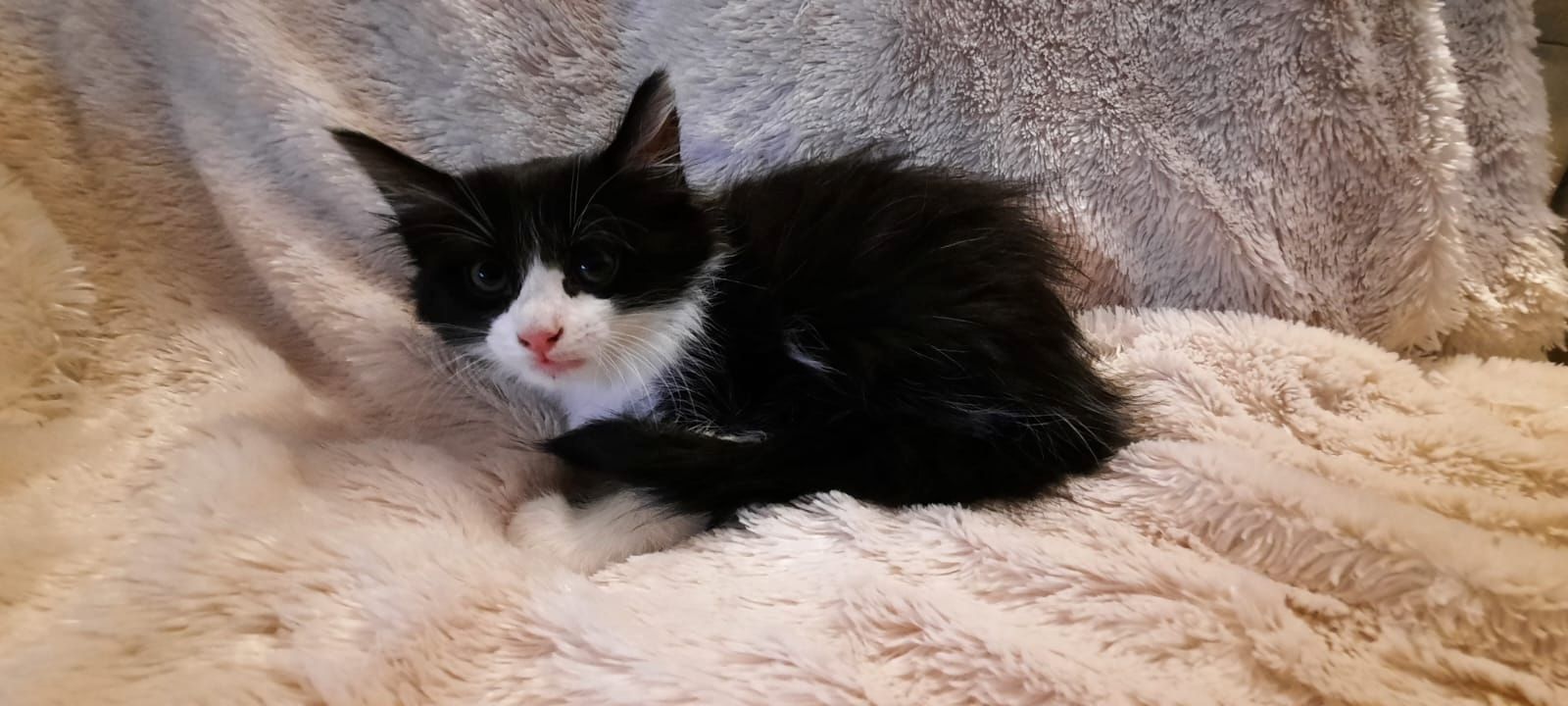 4 süße Katzenbabys in gute Hände abzugeben 4 süße Katzenbabys in gute Hände abzugeben