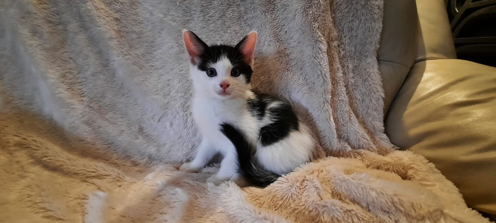 4 süße Katzenbabys in gute Hände abzugeben 4 süße Katzenbabys in gute Hände abzugeben