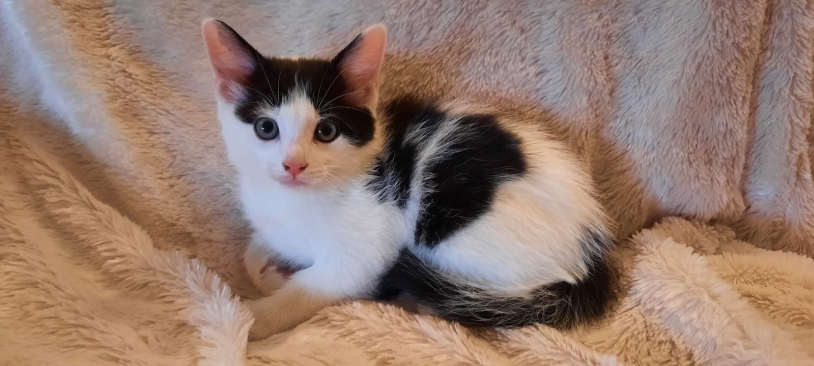 4 süße Katzenbabys in gute Hände abzugeben 4 süße Katzenbabys in gute Hände abzugeben