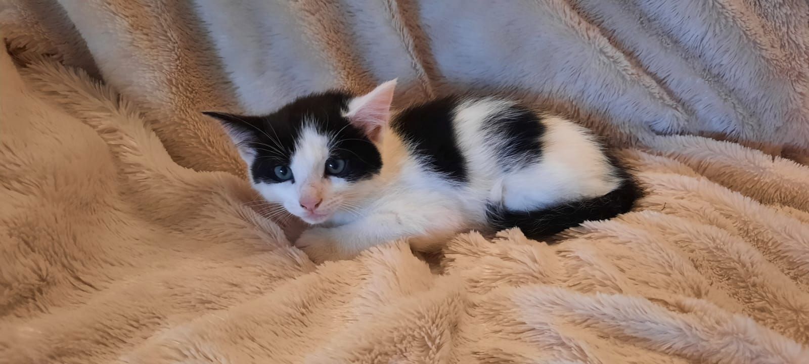 4 süße Katzenbabys in gute Hände abzugeben 4 süße Katzenbabys in gute Hände abzugeben
