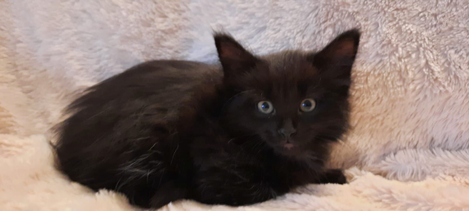 4 süße Katzenbabys in gute Hände abzugeben 4 süße Katzenbabys in gute Hände abzugeben