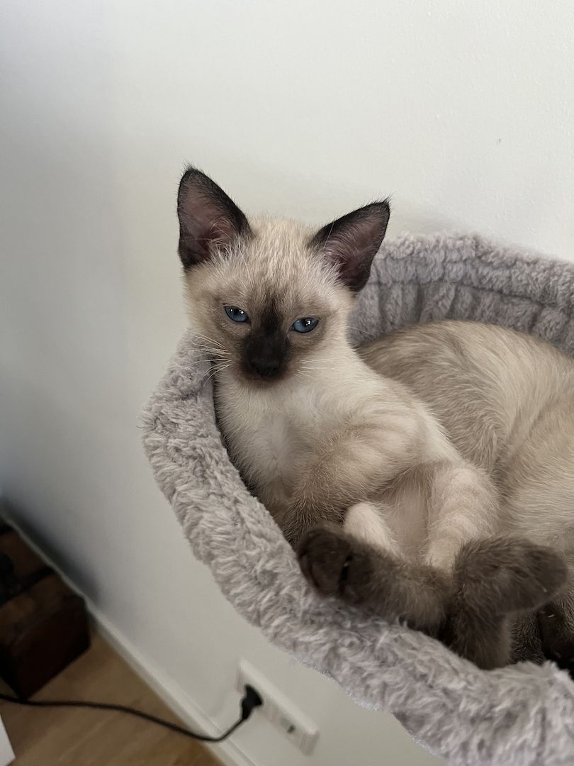 Siamkitten